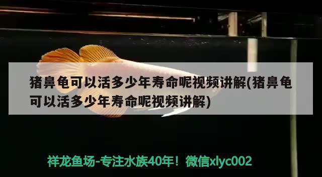 豬鼻龜可以活多少年壽命呢視頻講解(豬鼻龜可以活多少年壽命呢視頻講解) 豬鼻龜