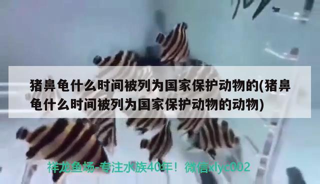 豬鼻龜什么時間被列為國家保護動物的(豬鼻龜什么時間被列為國家保護動物的動物) 豬鼻龜百科