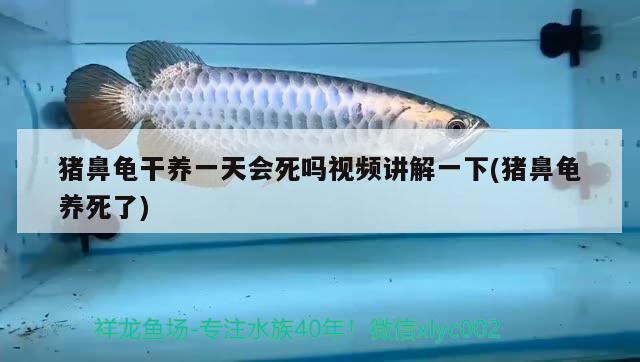 豬鼻龜干養(yǎng)一天會死嗎視頻講解一下(豬鼻龜養(yǎng)死了)