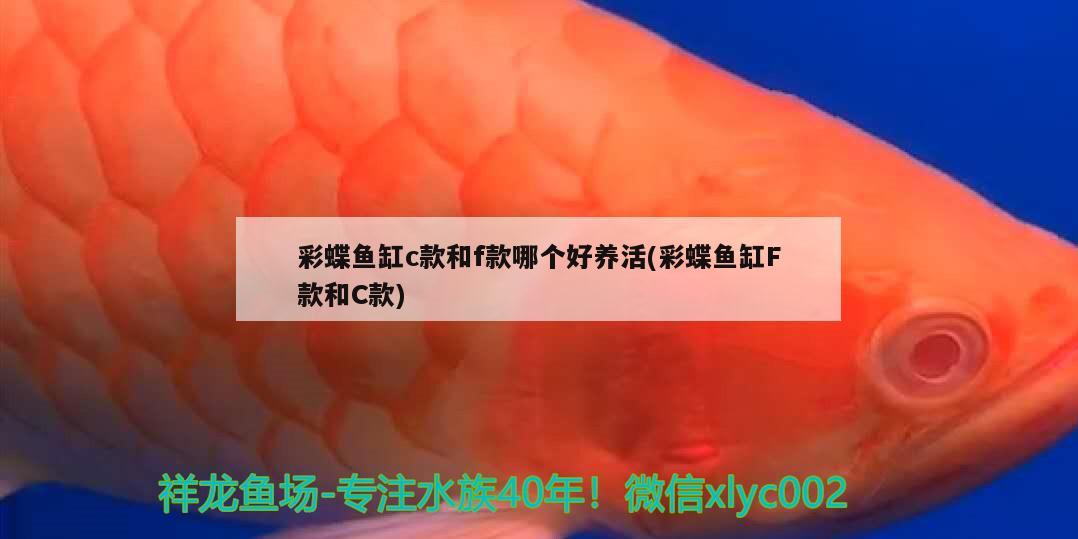 彩蝶魚缸c款和f款哪個(gè)好養(yǎng)活(彩蝶魚缸F款和C款)