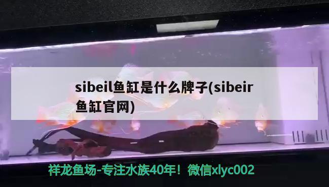 sibeil魚(yú)缸是什么牌子(sibeir魚(yú)缸官網(wǎng)) 熊貓異形魚(yú)L46