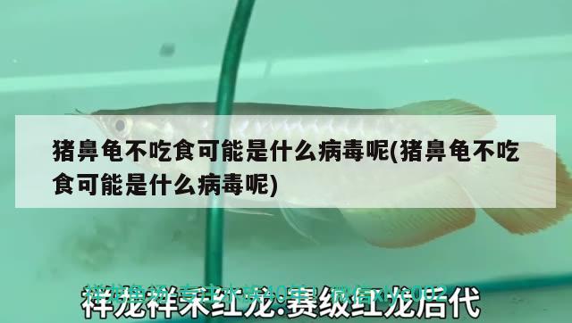 豬鼻龜不吃食可能是什么病毒呢(豬鼻龜不吃食可能是什么病毒呢) 豬鼻龜