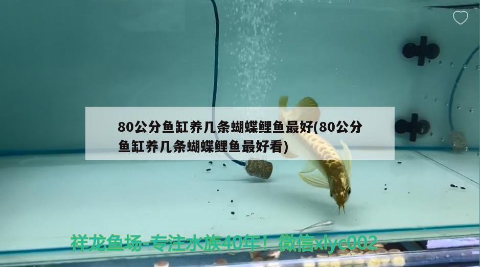 80公分魚缸養(yǎng)幾條蝴蝶鯉魚最好(80公分魚缸養(yǎng)幾條蝴蝶鯉魚最好看)