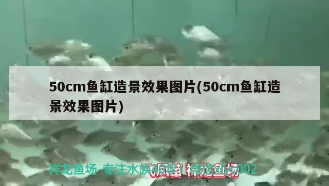 50cm魚缸造景效果圖片(50cm魚缸造景效果圖片) 野生埃及神仙魚