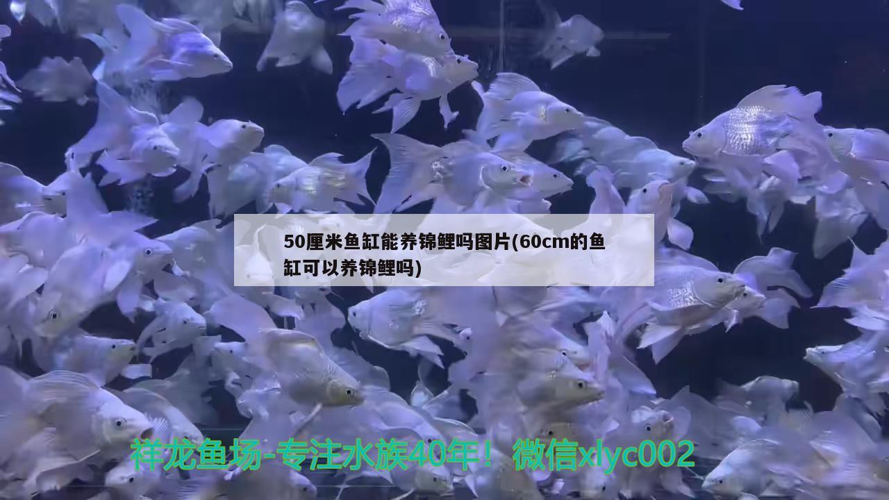 50厘米魚缸能養(yǎng)錦鯉嗎圖片(60cm的魚缸可以養(yǎng)錦鯉嗎) 過背金龍魚