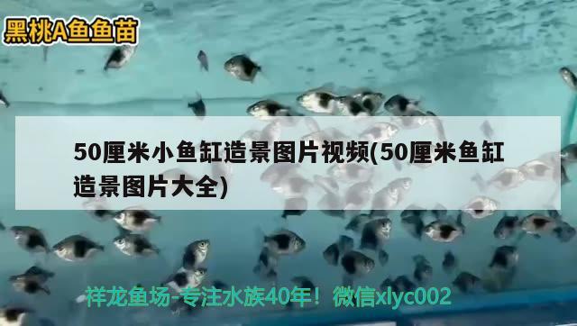 50厘米小魚缸造景圖片視頻(50厘米魚缸造景圖片大全)