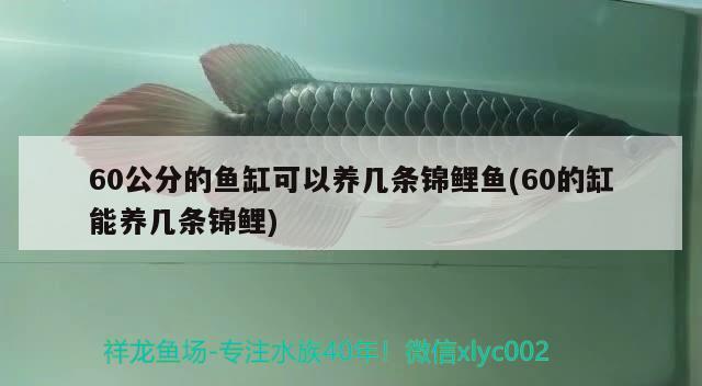 60公分的魚缸可以養(yǎng)幾條錦鯉魚(60的缸能養(yǎng)幾條錦鯉) 黑金魟魚