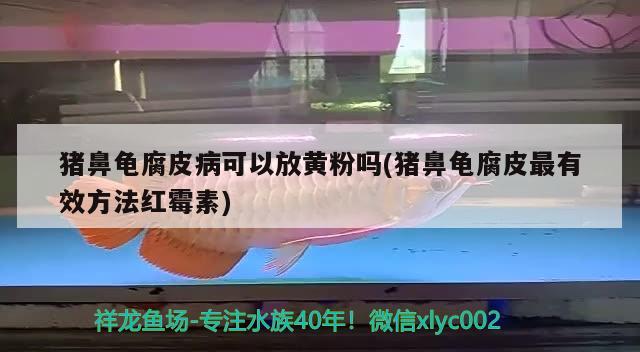 豬鼻龜腐皮病可以放黃粉嗎(豬鼻龜腐皮最有效方法紅霉素) 豬鼻龜