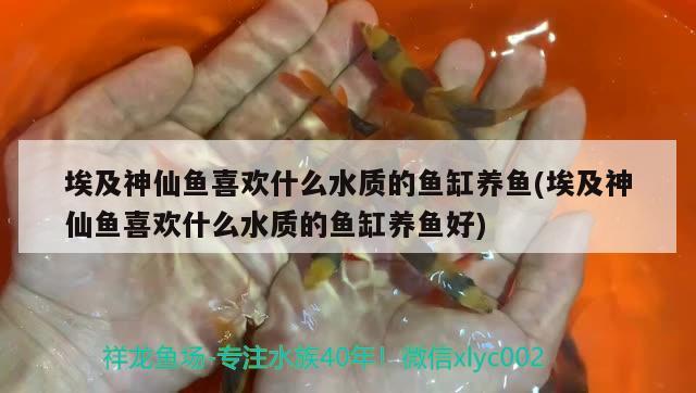 埃及神仙魚喜歡什么水質(zhì)的魚缸養(yǎng)魚(埃及神仙魚喜歡什么水質(zhì)的魚缸養(yǎng)魚好) 埃及神仙魚