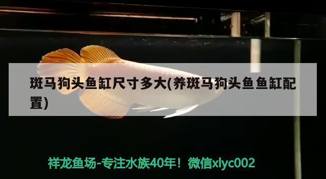 斑馬狗頭魚(yú)缸尺寸多大(養(yǎng)斑馬狗頭魚(yú)魚(yú)缸配置) 斑馬狗頭魚(yú)