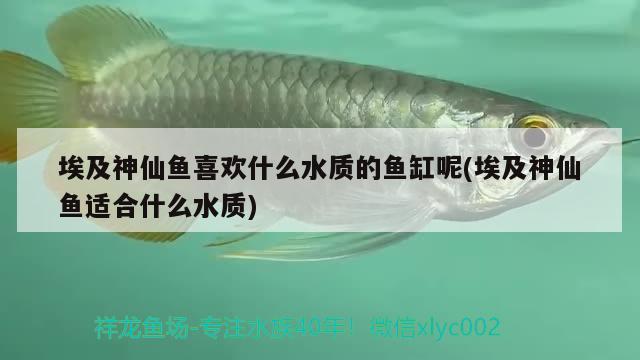 埃及神仙魚喜歡什么水質(zhì)的魚缸呢(埃及神仙魚適合什么水質(zhì))