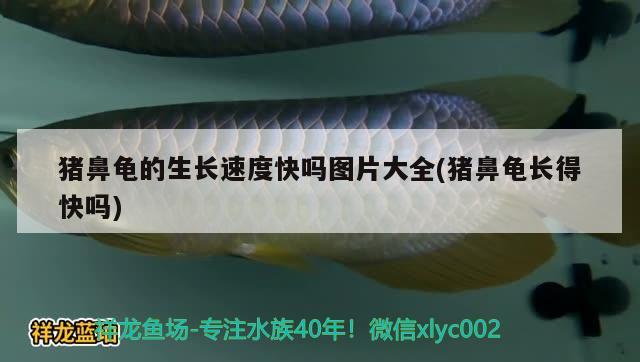 豬鼻龜?shù)纳L(zhǎng)速度快嗎圖片大全(豬鼻龜長(zhǎng)得快嗎) 豬鼻龜百科