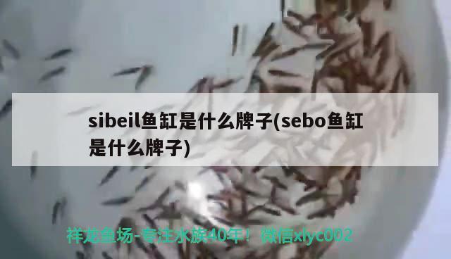 sibeil魚缸是什么牌子(sebo魚缸是什么牌子)