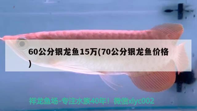 60公分銀龍魚15萬(70公分銀龍魚價(jià)格) 銀龍魚