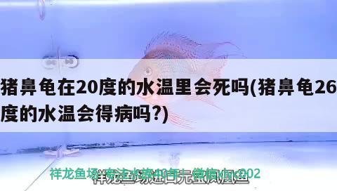 豬鼻龜在20度的水溫里會(huì)死嗎(豬鼻龜26度的水溫會(huì)得病嗎?) 豬鼻龜 第2張