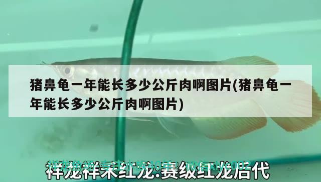 豬鼻龜一年能長多少公斤肉啊圖片(豬鼻龜一年能長多少公斤肉啊圖片) 豬鼻龜百科