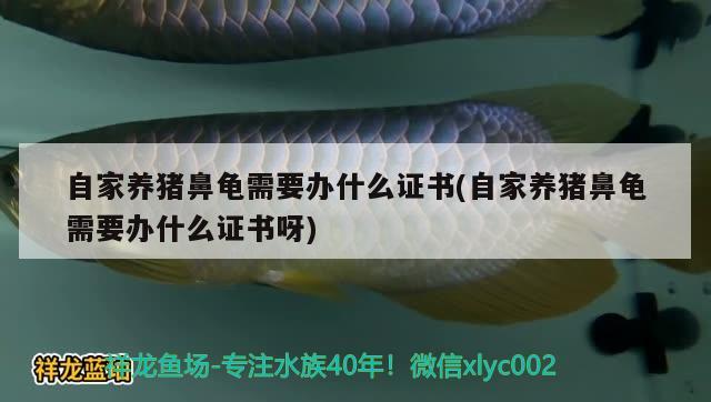 自家養(yǎng)豬鼻龜需要辦什么證書(自家養(yǎng)豬鼻龜需要辦什么證書呀) 豬鼻龜