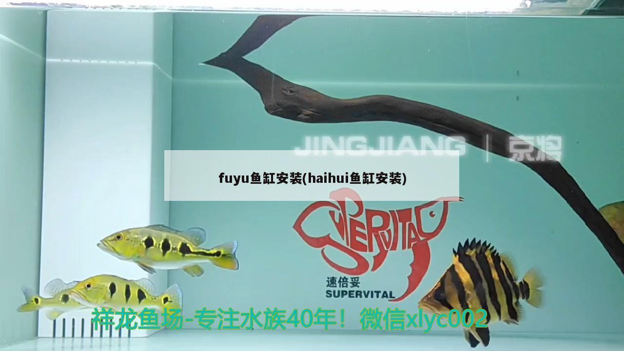 fuyu魚缸安裝(haihui魚缸安裝) 觀賞魚水族批發(fā)市場(chǎng)