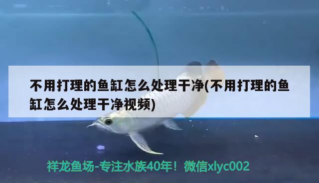 不用打理的魚缸怎么處理干凈(不用打理的魚缸怎么處理干凈視頻) 野生埃及神仙魚