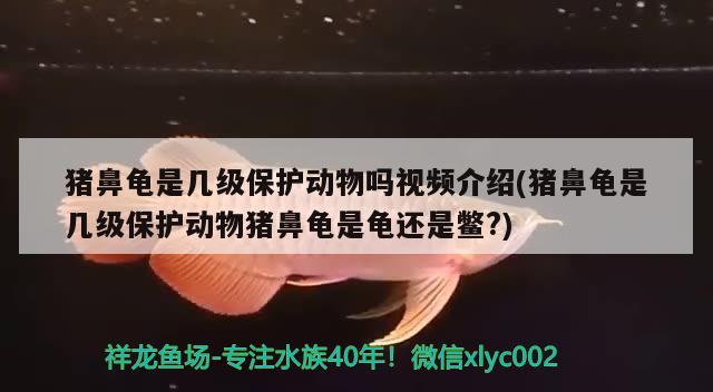 豬鼻龜是幾級保護動物嗎視頻介紹(豬鼻龜是幾級保護動物豬鼻龜是龜還是鱉?)