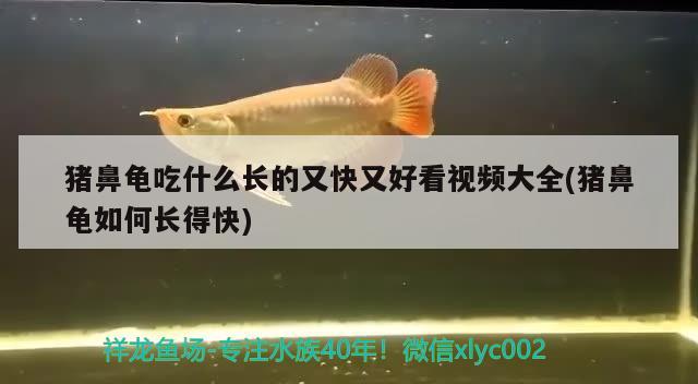 豬鼻龜吃什么長的又快又好看視頻大全(豬鼻龜如何長得快)