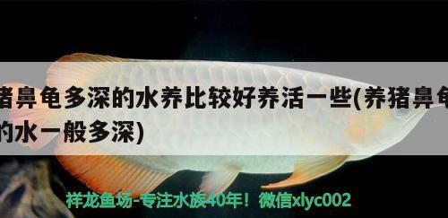 豬鼻龜多深的水養(yǎng)比較好養(yǎng)活一些(養(yǎng)豬鼻龜?shù)乃话愣嗌? 豬鼻龜