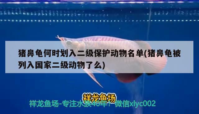 豬鼻龜何時劃入二級保護動物名單(豬鼻龜被列入國家二級動物了么)