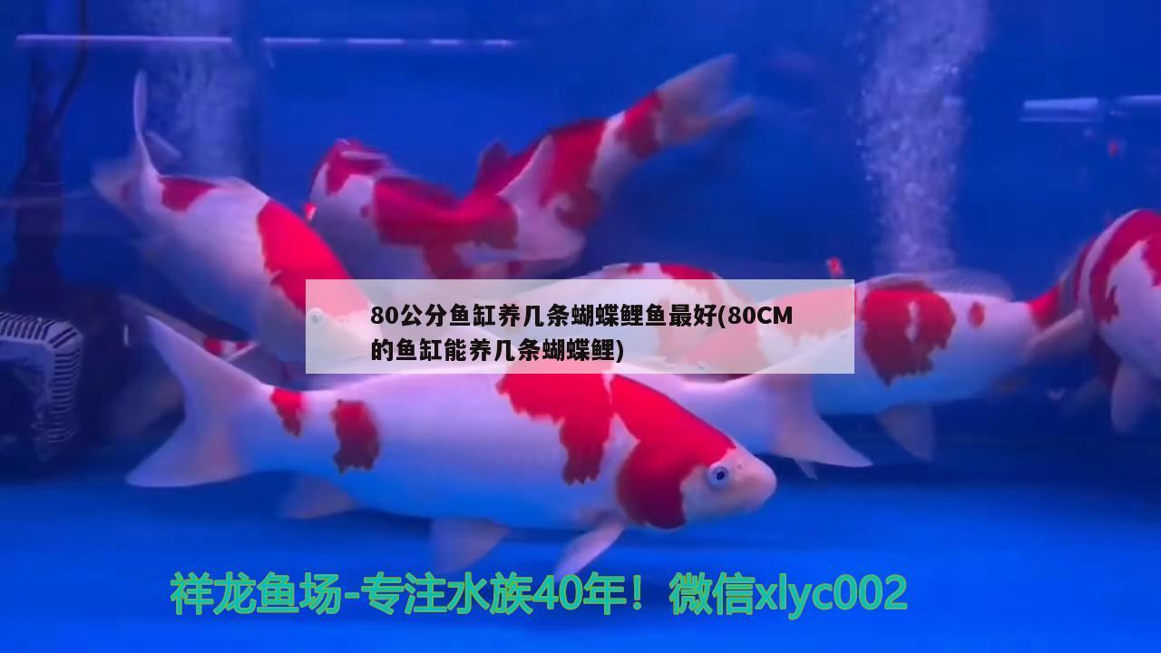 80公分魚缸養(yǎng)幾條蝴蝶鯉魚最好(80CM的魚缸能養(yǎng)幾條蝴蝶鯉)