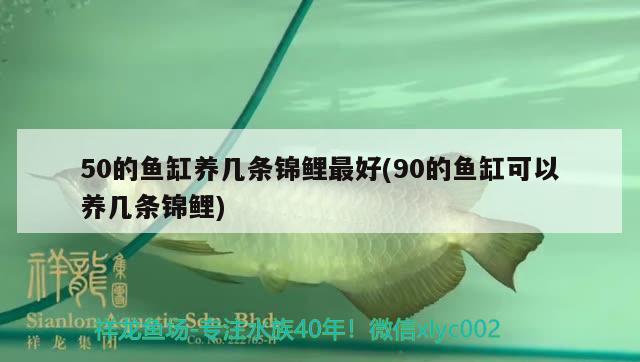 50的魚缸養(yǎng)幾條錦鯉最好(90的魚缸可以養(yǎng)幾條錦鯉) 黃金達(dá)摩魚