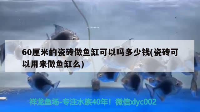 60厘米的瓷磚做魚缸可以嗎多少錢(瓷磚可以用來做魚缸么)