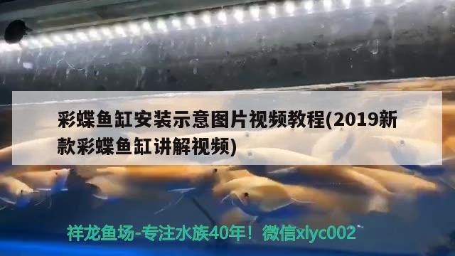 彩蝶魚缸安裝示意圖片視頻教程(2019新款彩蝶魚缸講解視頻) 檸檬鯽