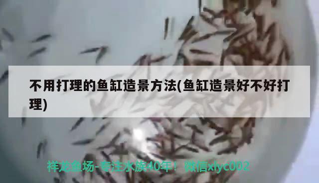 不用打理的魚缸造景方法(魚缸造景好不好打理) 黃金斑馬魚