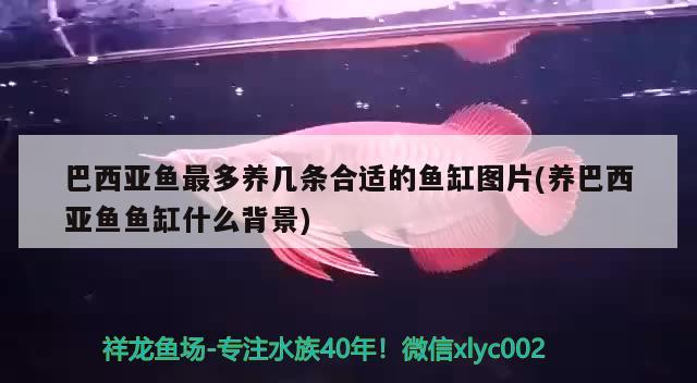 巴西亞魚最多養(yǎng)幾條合適的魚缸圖片(養(yǎng)巴西亞魚魚缸什么背景)