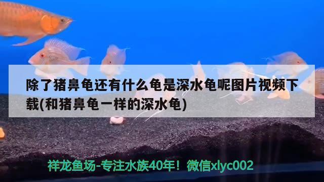 除了豬鼻龜還有什么龜是深水龜呢圖片視頻下載(和豬鼻龜一樣的深水龜) 豬鼻龜