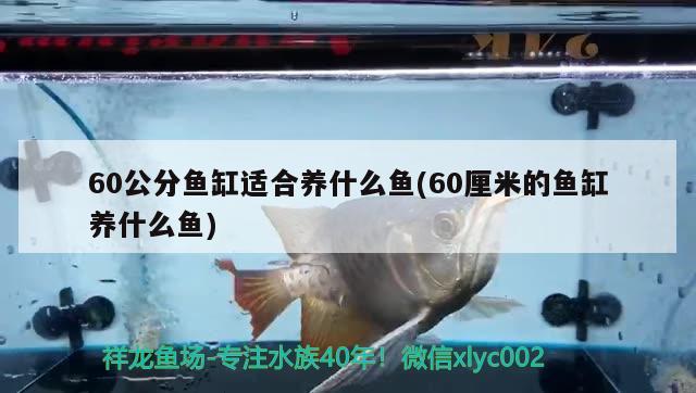 60公分魚(yú)缸適合養(yǎng)什么魚(yú)(60厘米的魚(yú)缸養(yǎng)什么魚(yú)) 帝王血鉆魚(yú)