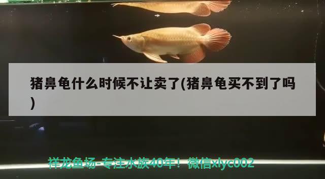 豬鼻龜什么時(shí)候不讓賣了(豬鼻龜買不到了嗎)