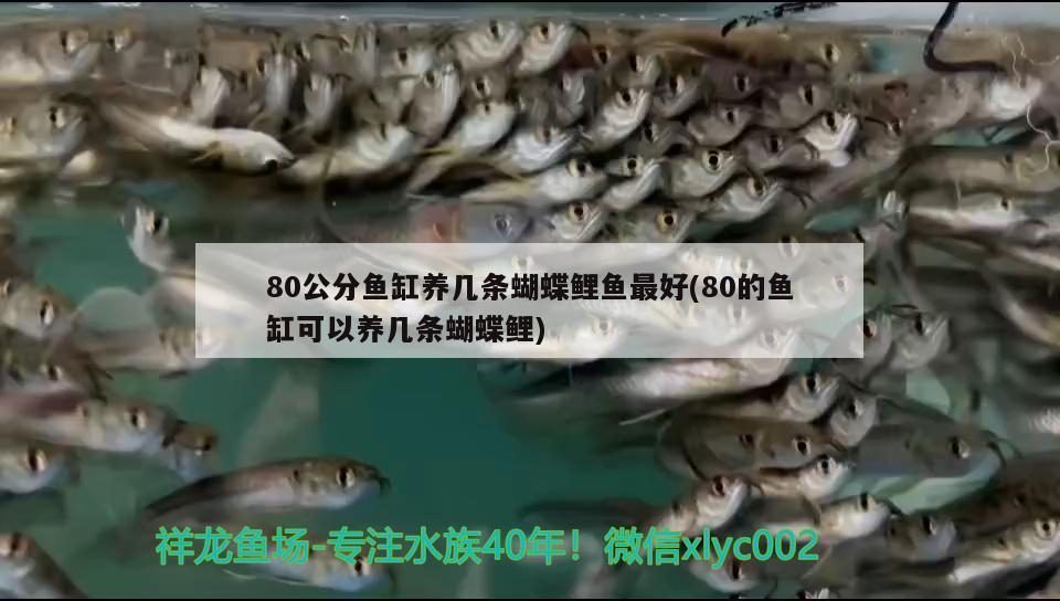 80公分魚缸養(yǎng)幾條蝴蝶鯉魚最好(80的魚缸可以養(yǎng)幾條蝴蝶鯉) 蝴蝶鯉