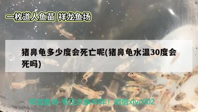 豬鼻龜多少度會(huì)死亡呢(豬鼻龜水溫30度會(huì)死嗎)