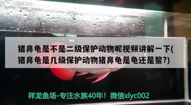 豬鼻龜是不是二級保護(hù)動物呢視頻講解一下(豬鼻龜是幾級保護(hù)動物豬鼻龜是龜還是鱉?)