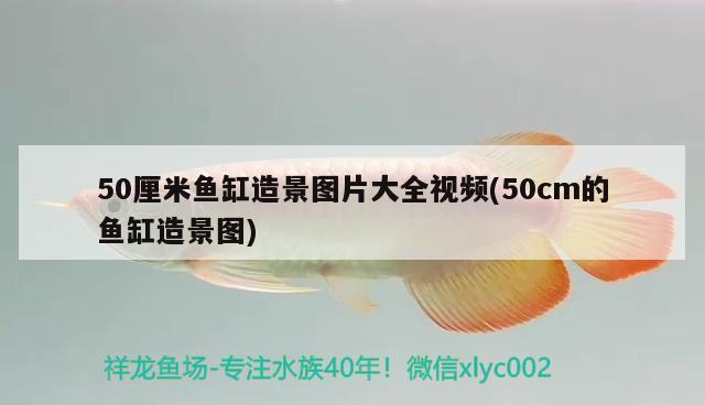 50厘米魚缸造景圖片大全視頻(50cm的魚缸造景圖)