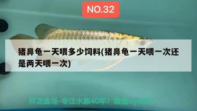 豬鼻龜一天喂多少飼料(豬鼻龜一天喂一次還是兩天喂一次) 豬鼻龜百科