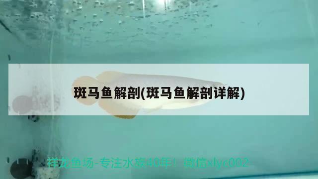 斑馬魚解剖(斑馬魚解剖詳解)