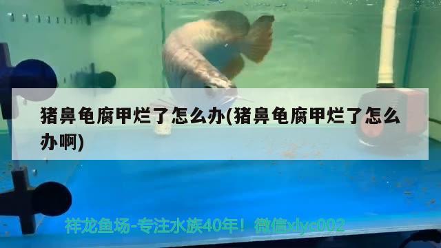 豬鼻龜腐甲爛了怎么辦(豬鼻龜腐甲爛了怎么辦啊)