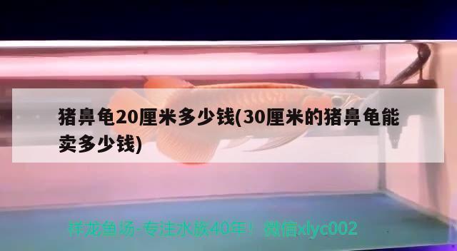 豬鼻龜20厘米多少錢(30厘米的豬鼻龜能賣多少錢) 豬鼻龜百科