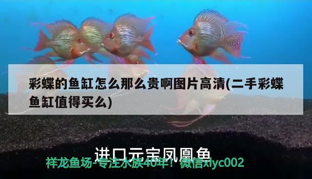 彩蝶的魚(yú)缸怎么那么貴啊圖片高清(二手彩蝶魚(yú)缸值得買么)