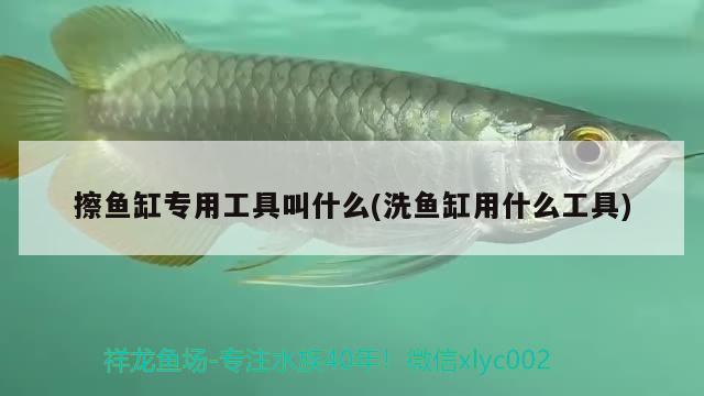 擦魚缸專用工具叫什么(洗魚缸用什么工具) 廣州水族批發(fā)市場 第2張