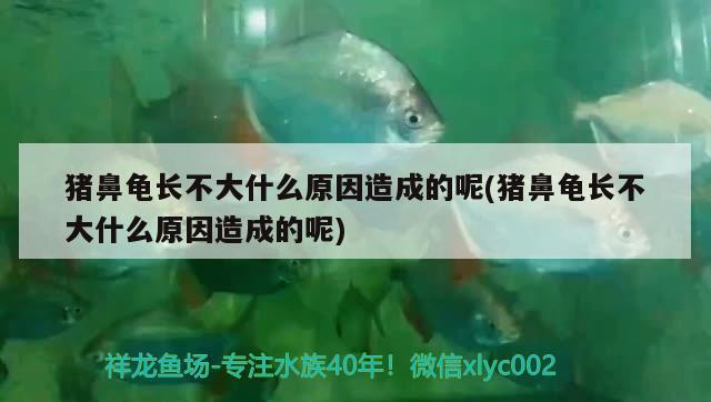 豬鼻龜長不大什么原因造成的呢(豬鼻龜長不大什么原因造成的呢)