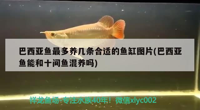 巴西亞魚最多養(yǎng)幾條合適的魚缸圖片(巴西亞魚能和十間魚混養(yǎng)嗎)