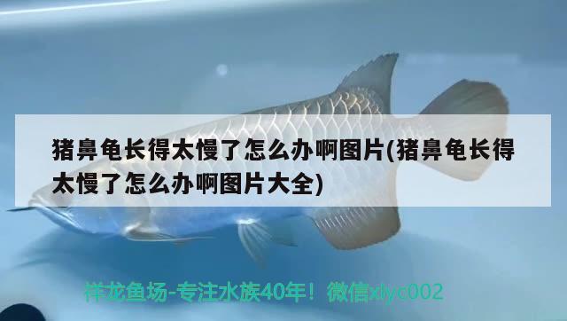 豬鼻龜長得太慢了怎么辦啊圖片(豬鼻龜長得太慢了怎么辦啊圖片大全) 豬鼻龜