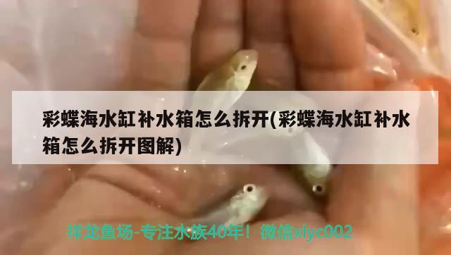 彩蝶海水缸補水箱怎么拆開(彩蝶海水缸補水箱怎么拆開圖解) 水族雜談